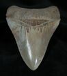 Highly Serrated Inch Summerville Megalodon #1390-2
